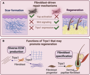 ما هي الخلايا الجذعية؟ وكيف يمكن استخدامها في تجديد البشرة؟ 1 ما هي الخلايا الجذعية