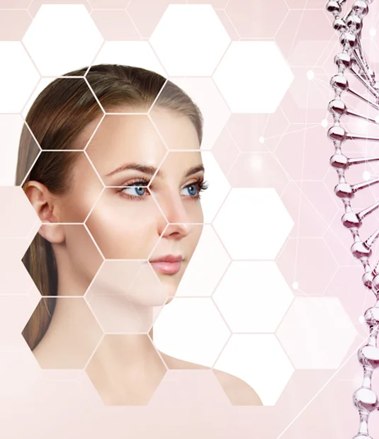 الخلايا الجذعية للبشرة في رأس الخيمة 2 1 3